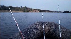 Рыбалка на Северском Донце. Сазан 15кг