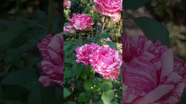 Метаморфоза с розой Пинк Интуишн.🙂🌹💗30.08.23.