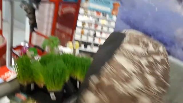 Зоомагазин "Бетховен" для собак или людей? смотреть онлайн