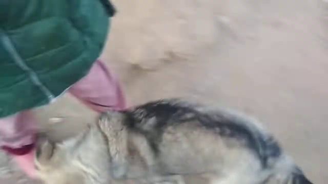 собака коделек помните в первом канале показывал маленького теперь он большой но ему0лет смотреть онлайн