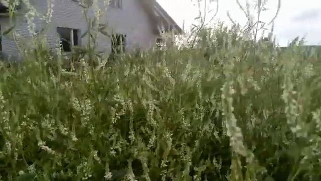 Цветет белый донник
