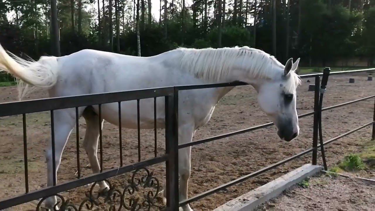 Алабаи в работе. Взаимоотношения САО и лошадей