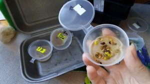 Люпин многолетний/прорастила и посадила семена/жду всходов.....