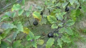 Баклажаны. Сорт Жизель и Фиолетовый шар.