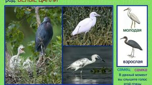 Цапля. Белые цапли. Голоса птиц