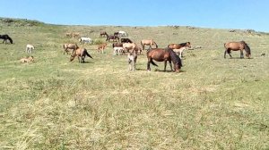 Башкирские лошади "выжеребка"