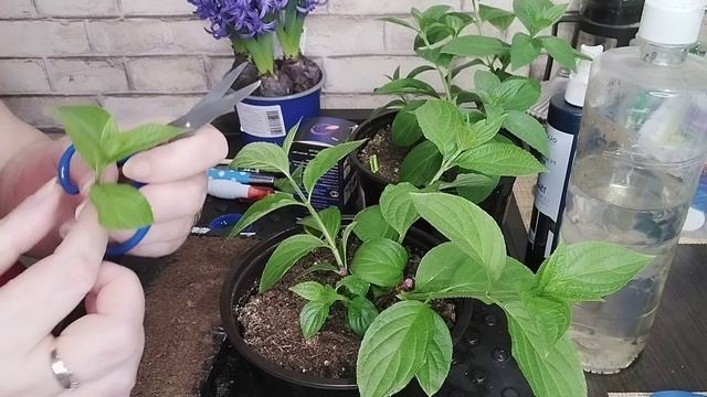 Черенкование метельчатых гортензий зелёными черенками🌿#черенкование #черенкованиегортензий