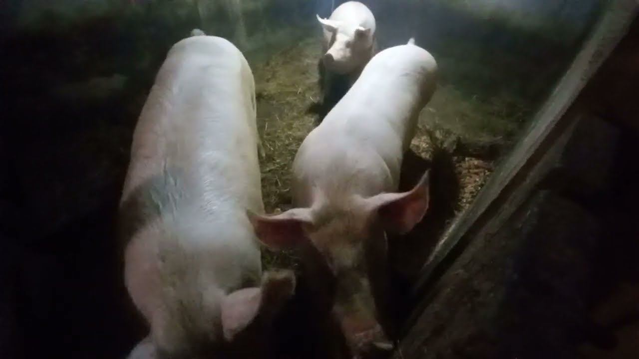 Кому мясо? 89031932101 смотреть онлайн