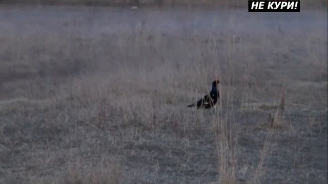 Охота на тетерева на току в Вологодской области. Часть 2 - 2021г смотреть онлайн