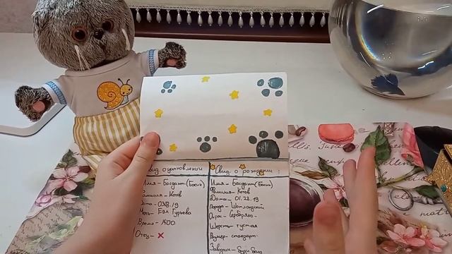 #басик #басики #котбасик Как сделать медецинскую карту и паспорт для Басика?| Обзор смотреть онлайн