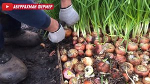 ВАЖНАЯ ИНФОРМАЦИЯ ДЛЯ ВЫРАЩИВАНИЕ ЗЕЛЕНОГО ЛУКА!!!