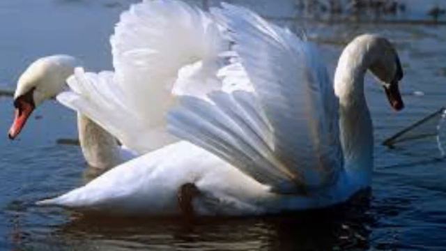 Белый лебедь (музыка и слова «Лесоповал») смотреть онлайн