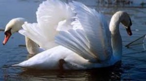 Белый лебедь (музыка и слова «Лесоповал»)