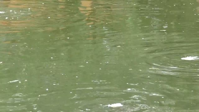 ОГРОМНЫЙ КАРАСЬ кои смотреть онлайн