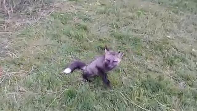 Лисичка Леся зовёт друзей играть смотреть онлайн