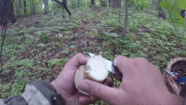 Сбор гриба Плохой белый или лисички сестрички смотреть онлайн