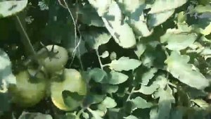 Самый урожайный Томат для теплиц, Пинк Парадайз.