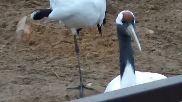 Журавль на мероприятиеI8(965)380-13-11 Москва смотреть онлайн