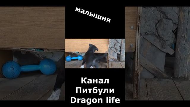 малышня  канал Питбули Dragon life