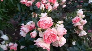 Роза Джэт Сэт флорибунда с пышным красивым цветением!????