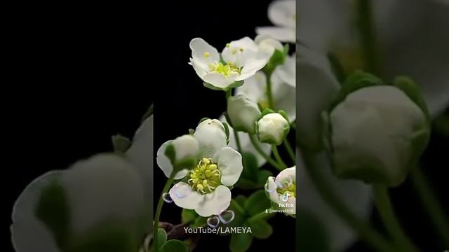А что нам, людям, для СЧАСТЬЯ нужно? #shorts