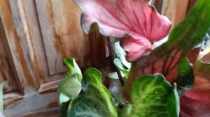 PARCEL OF PLANTS FROM QUEZON PALAWAN ( mga lush at fresh😘😘😘)|| ROWEEALICEVLOG