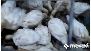 Как растёт моя  индушята 🦃😅Как я кормлю.Как растёт мойи клубники,цветы 🌷🌺Новый курятник😅😉