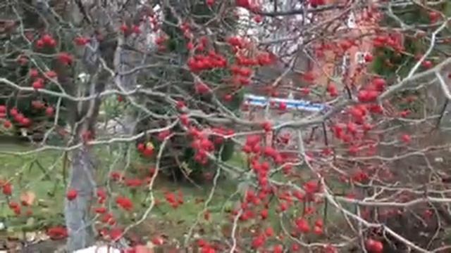 Боярышник. Полезные и лечебные свойства. смотреть онлайн