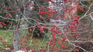 Боярышник. Полезные и лечебные свойства.