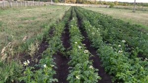 Культиватор крот окучивает на ёжиках