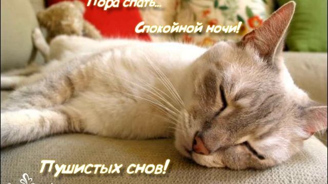 Спокойной ночи! Пушистых снов! смотреть онлайн