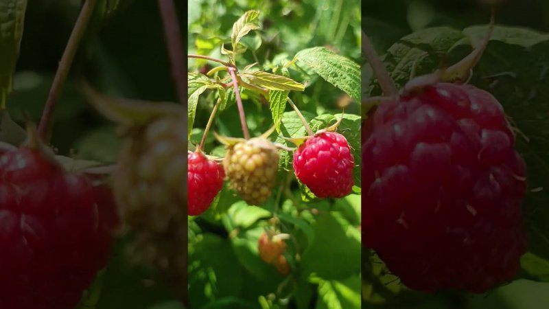 Сладкие и очень ароматные ягоды малины. Малина па даче...