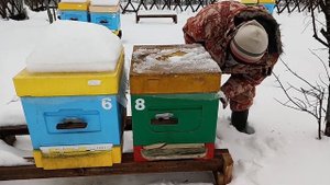 Переставить улей с пчёлами на другое место ЛУЧШЕ ЗИМОЙ ! Когда лучше переставлять ульи с пчёлами !
