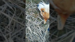 Похороны собаки Ангины и кота Васи 1ч