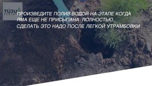 КАК И КОГДА ВЫСАЖИВАТЬ ТУИ БРАБАНТ ИЛИ СМАРАГД В ОТКРЫТЫЙ ГРУНТ - TUJU CENTRS