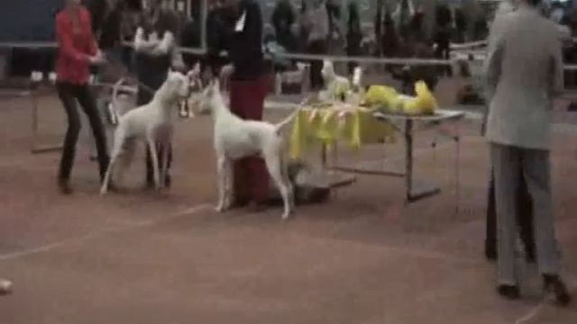 Моно аргентинских догов Екатеринбург 25.04.2009 юниоры смотреть онлайн