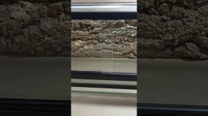 Распашные и раздвижные дверцы в террариуме