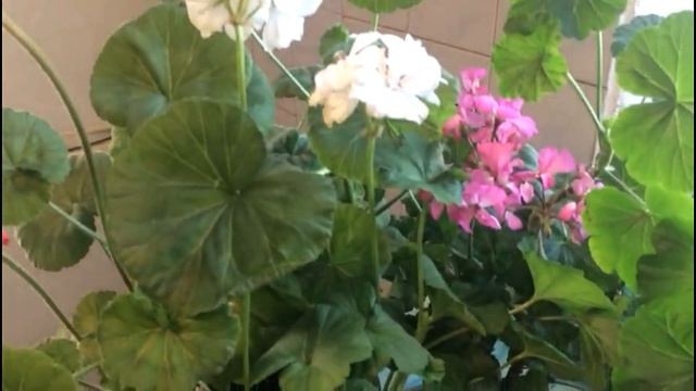 Аптека на подоконнике. Моя любимая герань! Уход в зимний период.. смотреть онлайн