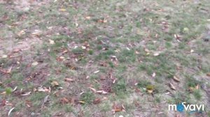 Первый поход за синеножками в начале октября. Грибной сезон 2019 г.