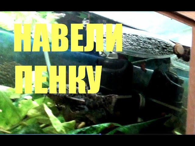 ТАРАКАТУМЫ ПОСТРОИЛИ ПЕННОЕ ГНЕЗДО | Hoplosternum thoracatum | FOAM NEST