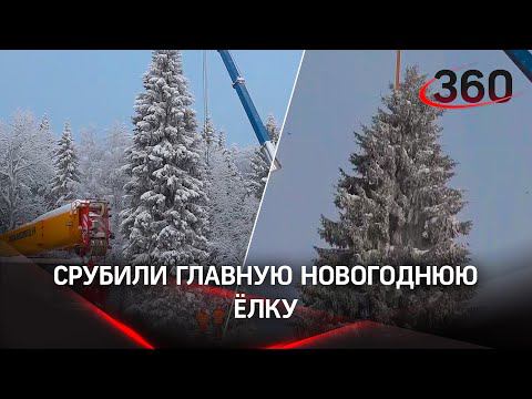 Главную ёлку страны срубили в Подмосковье