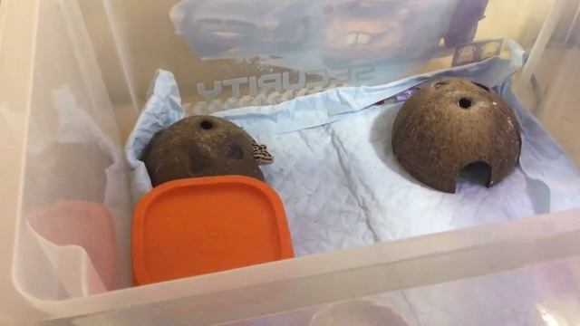 КАК И ЧЕМ КОРМИТЬ ЭУБЛЕФАРА. Замороженные сверчки.