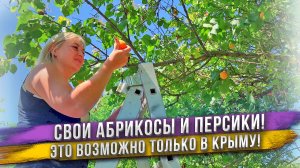 Жить на юге и есть свои фрукты - мечта жизни! Крымские фрукты: Абрикосы, Персики и Вишня!