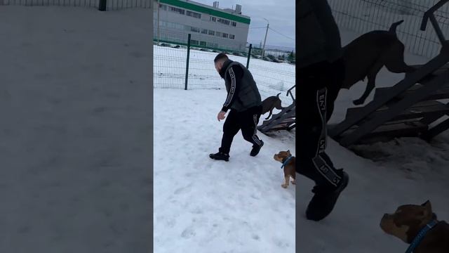 Рожавшая мамка с висячими титьками скачет через барьеры)). Смотреть до конца!) смотреть онлайн