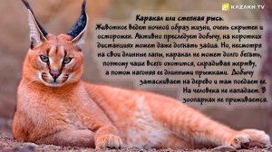 Животные из Красной книги