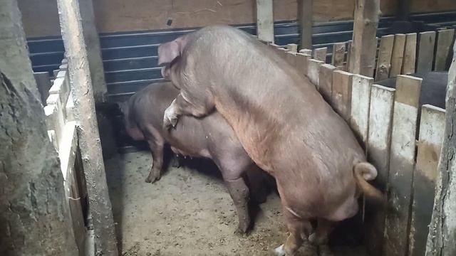 дюрок в работе смотреть онлайн