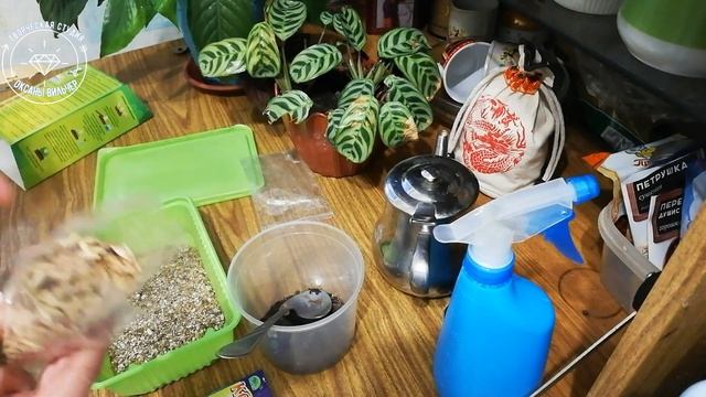 Как вырастить траву для котика дома How to grow grass for a cat at home смотреть онлайн