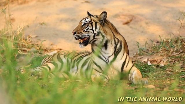 Life Of Wild Tigers • In The World Of Tabby Cats