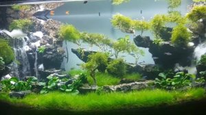 Amazing Waterfall Aquarium in home with Eleocharis Acicularis