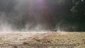 Дворняжка или породистая собака: кого выбрать?